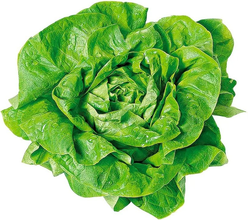 Frischer Yahalla Salatkopf für gesunde Gerichte 1,Stück - Yahalla ياهلا