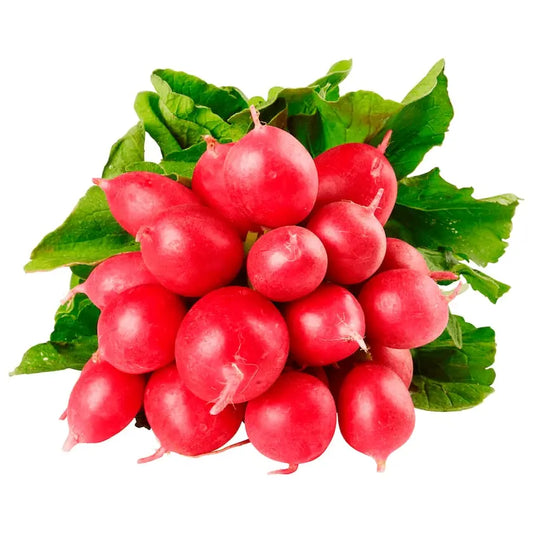 الفجل الخضر Yahalla