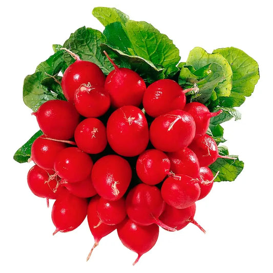 الفجل في حزمة - Yahalla  ياهلا  Yahalla 
