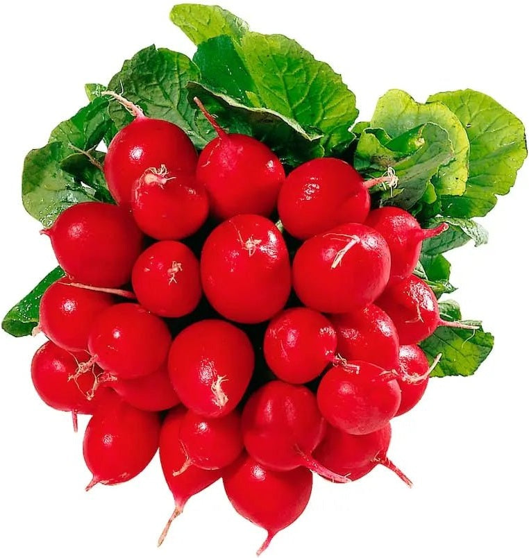Frischer Radieschenmix in praktischer Packung 1,kg - Yahalla ياهلا