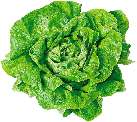 Frischer Yahalla Salatkopf für gesunde Gerichte 1,Stück - Yahalla ياهلا